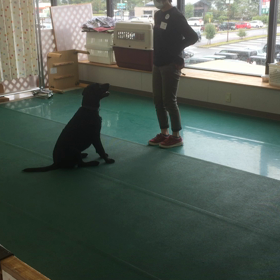 は〜ちゃんのドッグダンス！の画像
