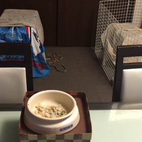 犬のしつけ  クレートを使うと、どうなるの❔の画像