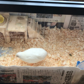 ぺちゃんこ行動、はじまるの画像