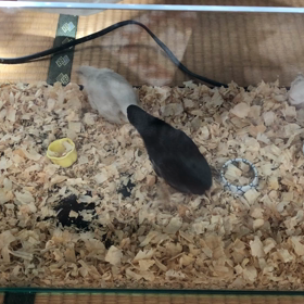 ごましお逝くの画像