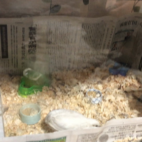 ウズラの世界も成田離婚？の画像