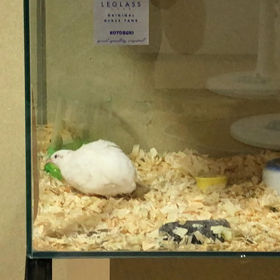 ９月の産卵数の画像