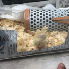 ﾋﾟﾖﾘｰﾉ、育ってます。の画像