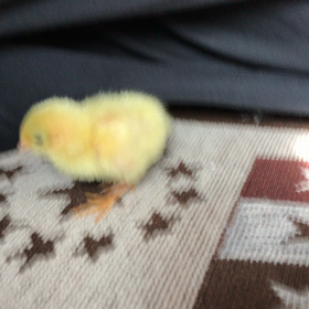 一羽で育てるの画像