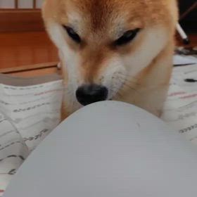 どうでもいい話の画像