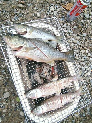ハス釣りオープン×レベロクオフ会 in 室生ダム の記事動画