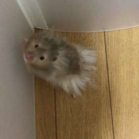 さぶっの画像