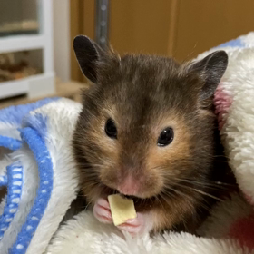 歳には勝てぬの画像