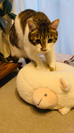 catlogで猫のイタズラがわかったの記事動画