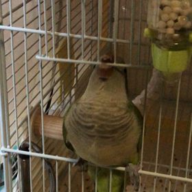 最近の画像