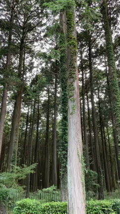 パワーチャージの記事動画