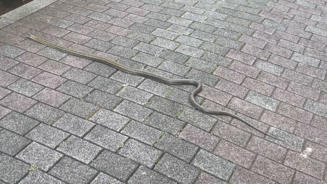 都会にヘビの記事動画