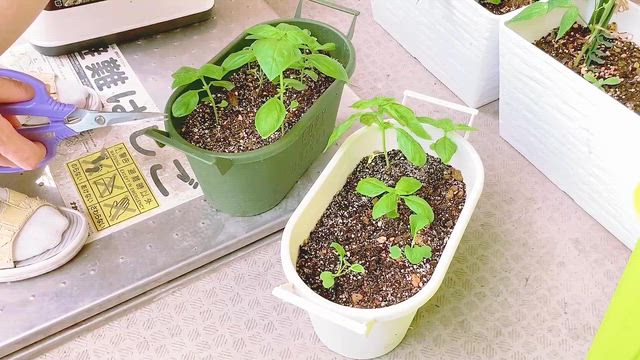 種を植えましたの記事動画