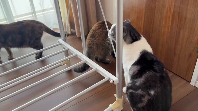 だいきなぁずの記事動画
