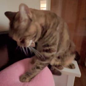 だいきなぁずのサムネイル画像