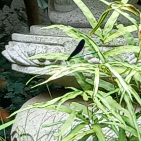 クロトンボの画像