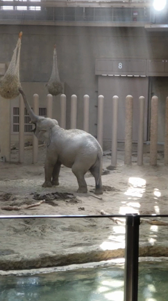 円山動物園の記事動画