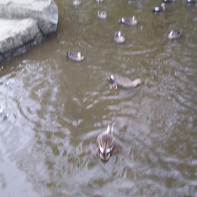 公園の鴨。の画像