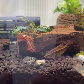 アクアリウムお魚の画像
