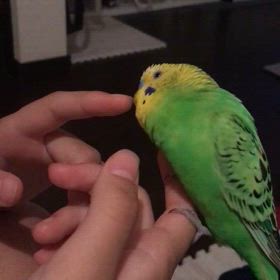 うちのインコちゃん たちの画像