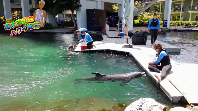 ハワイ紀行＃２５ー ハワイでイルカと遊ぼう！ ーの記事動画