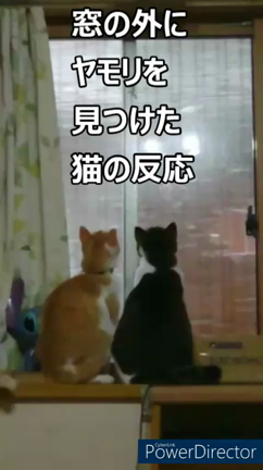 ヤモリと猫の記事動画