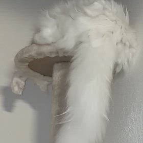 のんちゃんに怒られたの画像