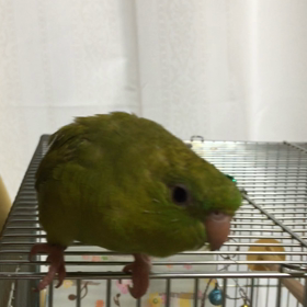 名前が言えた？の画像