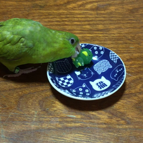 河童ちゃんと遊ぶ。の画像