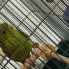 歌っています。の画像