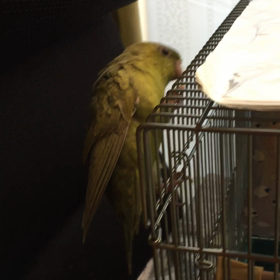 今朝の放鳥の画像