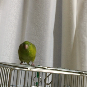 お喋りなのは、飼い主似。の画像