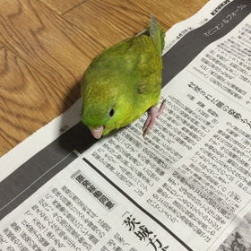 ご飯まだ？の画像