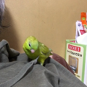 仲良く遊ぶ。の画像