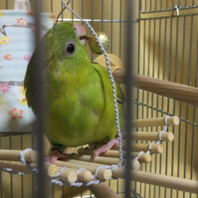 おもちゃ…セッティングからお遊び。の画像