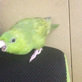毛繕い？の画像