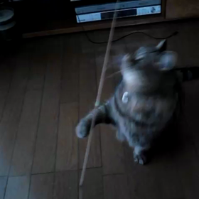 猫じゃらしの画像