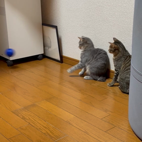 22日目の画像