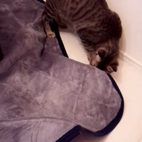 かくれんぼ☆の画像