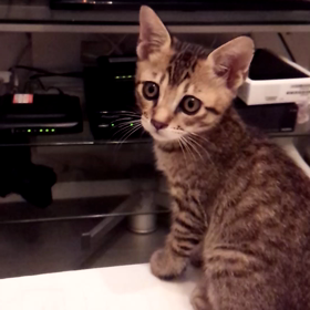 テレビに夢中の画像