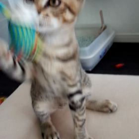 猫くんおもちゃに夢中☆の画像