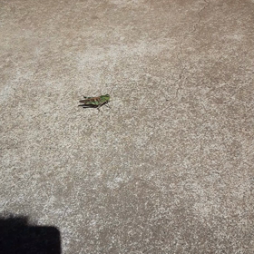 日焼け最高ですかの画像