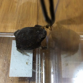 福ちゃんのご飯シーン(o´罒`o)の画像