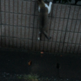 選挙    動画猫ちゃんの画像