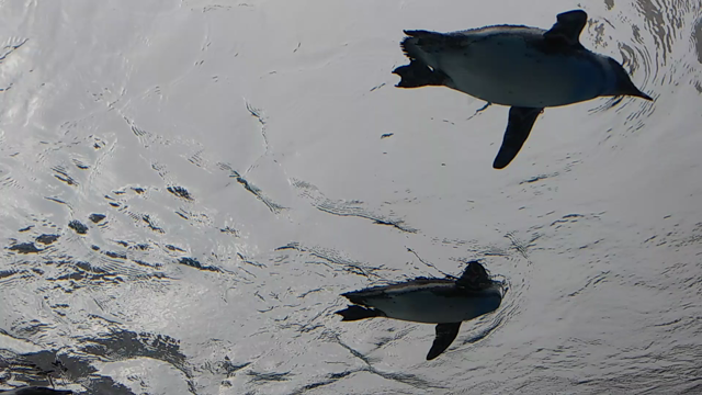 池袋サンシャイン水族館の記事動画