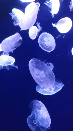 池袋サンシャイン水族館の記事動画