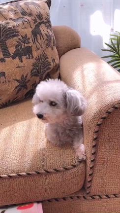 誠くんはじぃ〜ちゃん❤️の記事動画