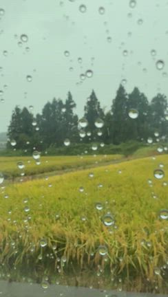 雨の土曜日の記事動画