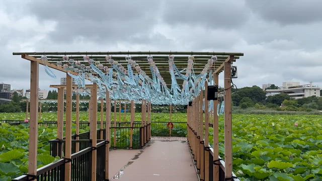 不忍池に響いていた、風鈴の記事動画