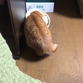 何度の画像